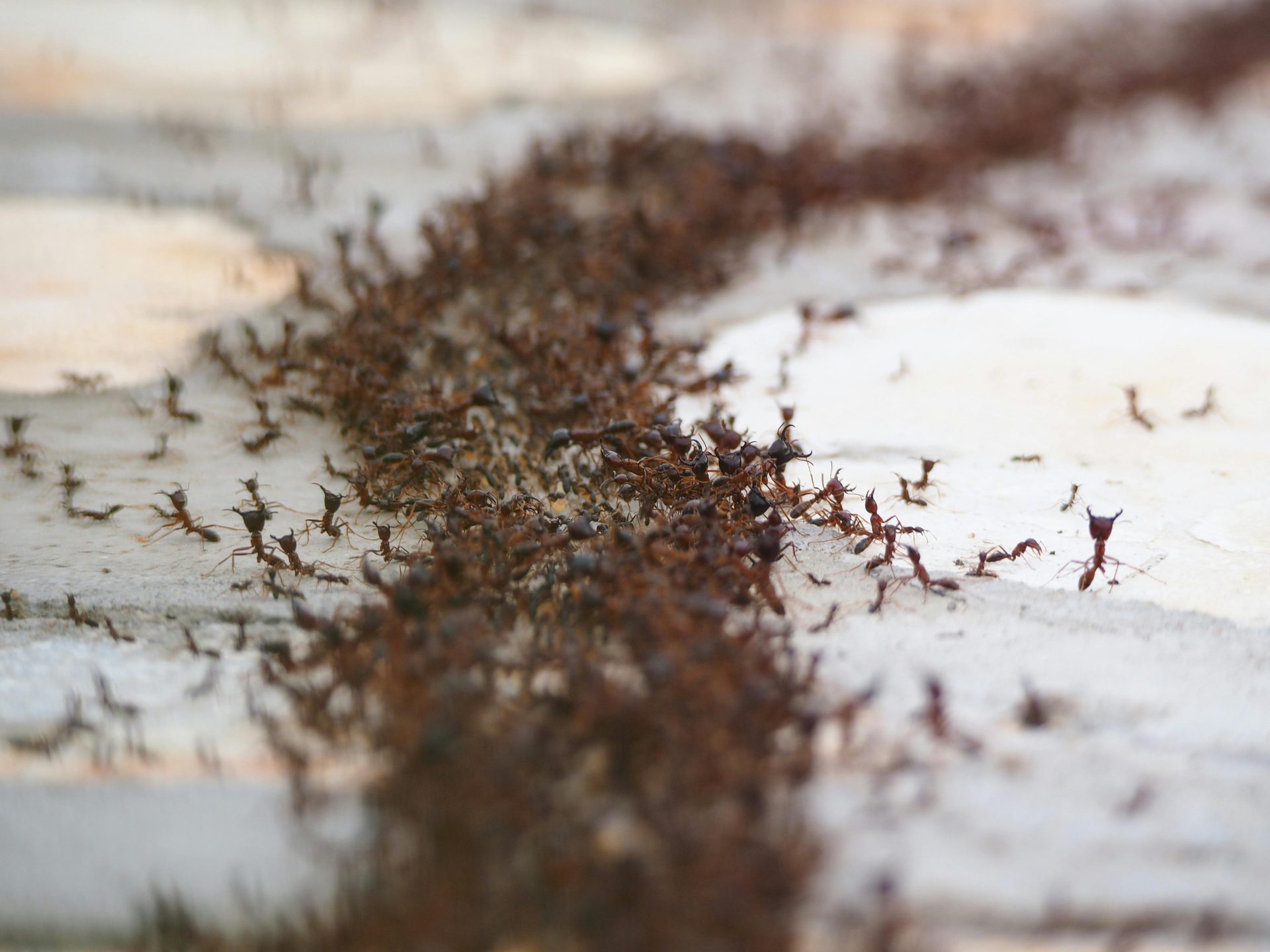 Fire Ants control Gauteng