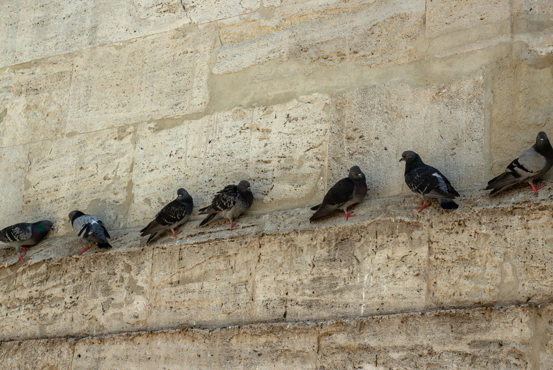 Birds control Gauteng